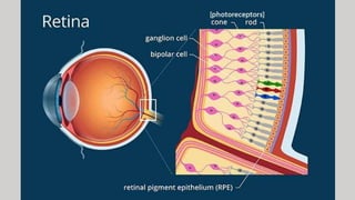 Human eye and colourful world class 10 .pptx