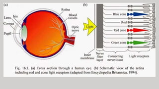 Human eye and colourful world class 10 .pptx