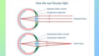 Human eye and colourful world class 10 .pptx