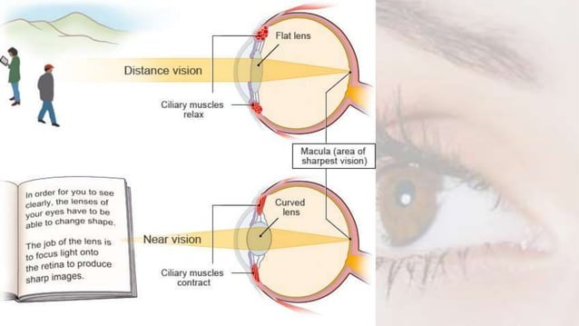 Human eye and colourful world class 10 .pptx | Eye and Vision ...