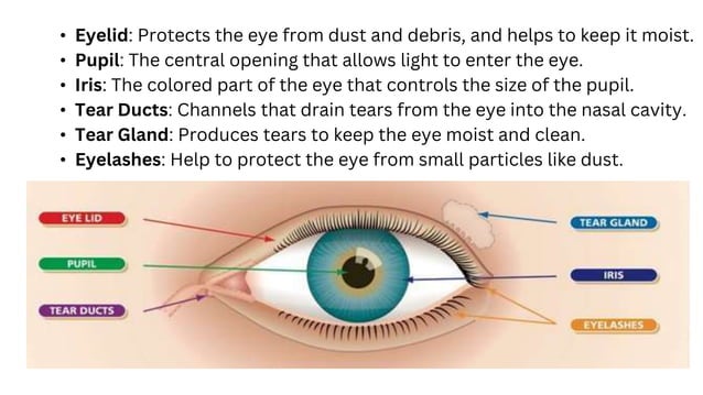 Human eye and colourful world class 10 .pptx | Eye and Vision ...