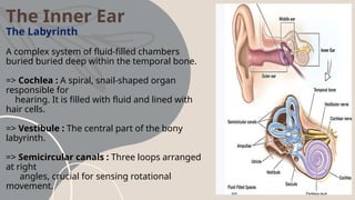 HUMAN EYE AND EAR Human Anatomy and physiology | PPTX