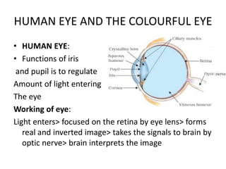HUMAN EYE AND THE COLOURFUL EYE
• HUMAN EYE:
• Functions of iris
and pupil is to regulate
Amount of light entering
The eye
Working of eye:
Light enters> focused on the retina by eye lens> forms
real and inverted image> takes the signals to brain by
optic nerve> brain interprets the image
 