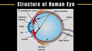 Structure of Human Eye
Crystalline Lens
 
