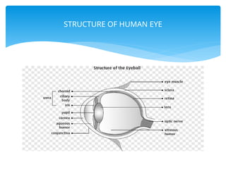 Comprehensive Overview of Human Eye Structure and Common Vision Defects ...