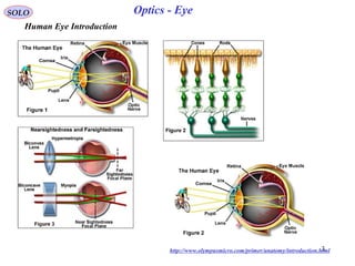 Human eye optics | PPT