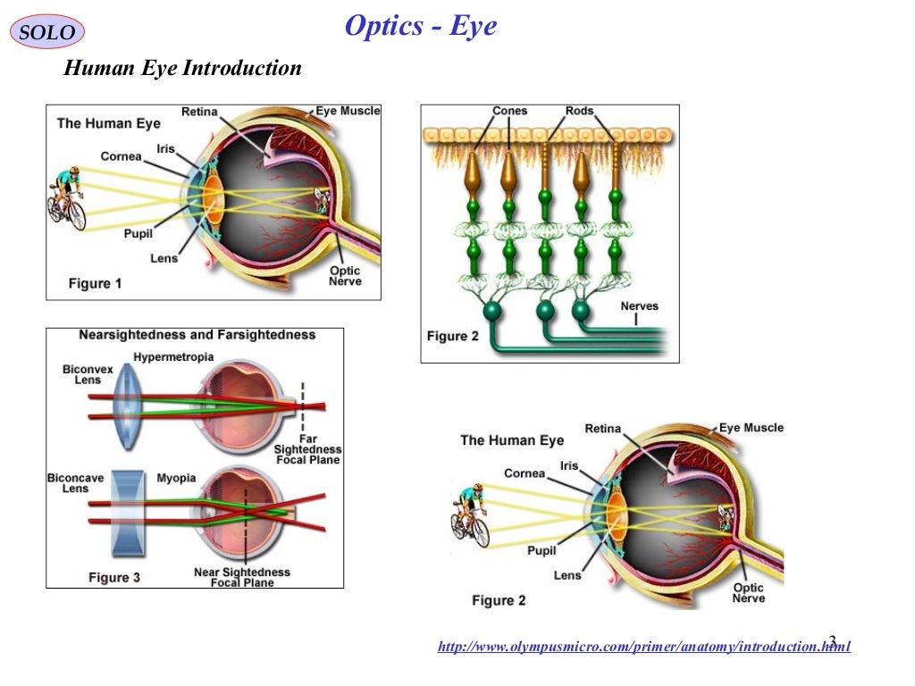 Human eye optics