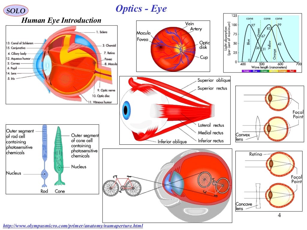 Human eye optics