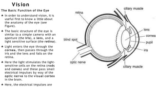 Vis ion
The Basic Function of the Eye
 In order to understand vision, it is
useful first to know a little about
the anatomy of the eye (see
Figure).
The basic structure of the eye is
similar to a simple camera with an
aperture (the iris), a lens, and a
light sensitive surface (the retina).
Light enters the eye through the
cornea, then passes through the
iris and the lens and falls on the
retina.
Here the light stimulates the light-
sensitive cells on the retina (rods
and cones) and these pass small
electrical impulses by way of the
optic nerve to the visual cortex
in the brain.
Here, the electrical impulses are




 