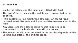  Inner Ear
• Unlike the middle ear, the inner ear is filled with fluid.
• The last of the ossicles in the middle ear is connected to the
cochlea.
• This contains a fine membrane (the basilar membrane)
covered in hair-like cells which are sensitive to movement in the
fluid.
• Any vibrations they detect cause neural impulses to be
transmitted to the brain via the auditory nerve.
• The amount of vibration detected in the cochlea depends on the
volume and pitch of the original sound.
 