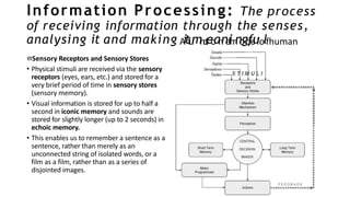Information Processing: The process
of receiving information through the senses,
analysing it and making A
itf
u
mn
c
t
i
eo
an
na
l
i
m
n
o
g
d
f
e
u
lolfhuman
Sensory Receptors and Sensory Stores
• Physical stimuli are received via the sensory
receptors (eyes, ears, etc.) and stored for a
very brief period of time in sensory stores
(sensory memory).
• Visual information is stored for up to half a
second in iconic memory and sounds are
stored for slightly longer (up to 2 seconds) in
echoic memory.
• This enables us to remember a sentence as a
sentence, rather than merely as an
unconnected string of isolated words, or a
film as a film, rather than as a series of
disjointed images.
information processing
 