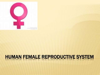 HUMAN FEMALE REPRODUCTIVE SYSTEM
 