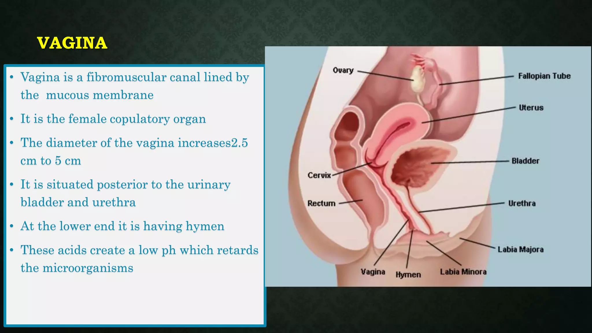 Human Female Reproductive System PPTX human-female-reproductive-system-pptx