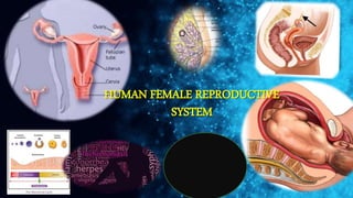 HUMAN FEMALE REPRODUCTIVE
SYSTEM
 