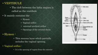 Human female reproductive system | PPT