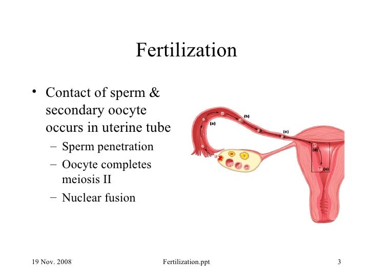Human fertilization