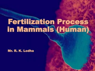 Fertilization Process
in Mammals (Human)
Mr. R. K. Lodha
 