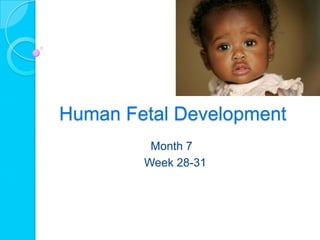 Human Fetal Development
         Month 7
        Week 28-31
 