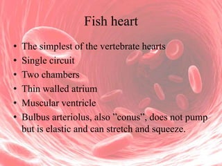 Fish heart
•
•
•
•
•
•

The simplest of the vertebrate hearts
Single circuit
Two chambers
Thin walled atrium
Muscular ventricle
Bulbus arteriolus, also ”conus”, does not pump
but is elastic and can stretch and squeeze.

 