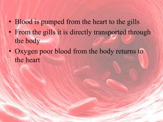 • Blood is pumped from the heart to the gills
• From the gills it is directly transported through
the body
• Oxygen poor blood from the body returns to
the heart

 