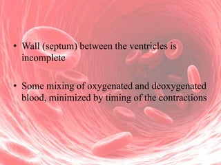 • Wall (septum) between the ventricles is
incomplete
• Some mixing of oxygenated and deoxygenated
blood, minimized by timing of the contractions

 