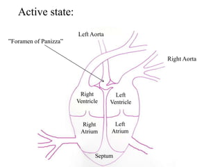 Active state:
Left Aorta
”Foramen of Panizza”
Right Aorta

 