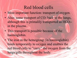 Red blood cells
• Most important function: transport of oxygen.
• Also: some transport of CO2 back to the lungs,
although this is primalily transported as HCO3in the plasma.
• This transport is possible because of the
haemoglobin.
• The iron in the hemegroup (in haemoglobin)
binds temporarily to oxygen and enables the
red blood cells to ”carry” the oxygen from the
lungs/gills throughout the body.

 