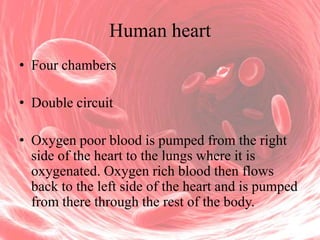 Human heart
• Four chambers
• Double circuit

• Oxygen poor blood is pumped from the right
side of the heart to the lungs where it is
oxygenated. Oxygen rich blood then flows
back to the left side of the heart and is pumped
from there through the rest of the body.

 