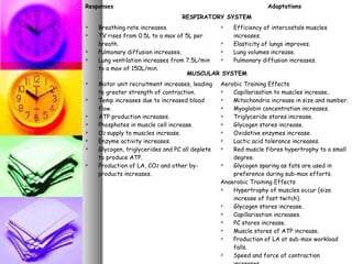 Responses Adaptations
RESPIRATORY SYSTEM
 Breathing rate increases.
 TV rises from 0.5L to a max of 5L per
breath.
 Pulmonary diffusion increases.
 Lung ventilation increases from 7.5L/min
to a max of 150L/min.
 Efficiency of intercostals muscles
increases.
 Elasticity of lungs improves.
 Lung volumes increase.
 Pulmonary diffusion increases.
MUSCULAR SYSTEM
 Motor unit recruitment increases, leading
to greater strength of contraction.
 Temp increases due to increased blood
flow.
 ATP production increases.
 Phosphates in muscle cell increase.
 O2 supply to muscles increase.
 Enzyme activity increases.
 Glycogen, triglycerides and PC all deplete
to produce ATP.
 Production of LA, CO2 and other by-
products increases.
Aerobic Training Effects
 Capillarisation to muscles increase.
 Mitochondria increase in size and number.
 Myoglobin concentration increases.
 Triglyceride stores increase.
 Glycogen stores increase.
 Oxidative enzymes increase.
 Lactic acid tolerance increases.
 Red muscle fibres hypertrophy to a small
degree.
 Glycogen sparing as fats are used in
preference during sub-max efforts.
Anaerobic Training Effects
 Hypertrophy of muscles occur (size
increase of fast twitch).
 Glycogen stores increase.
 Capillarisation increases.
 PC stores increase.
 Muscle stores of ATP increase.
 Production of LA at sub-max workload
falls.
 Speed and force of contraction
 