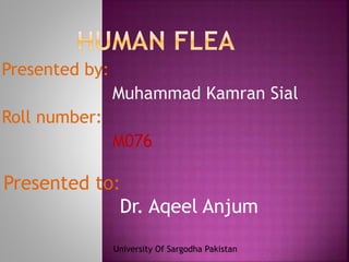 Presented to:
Dr. Aqeel Anjum
Presented by:
Muhammad Kamran Sial
Roll number:
M076
University Of Sargodha Pakistan
 