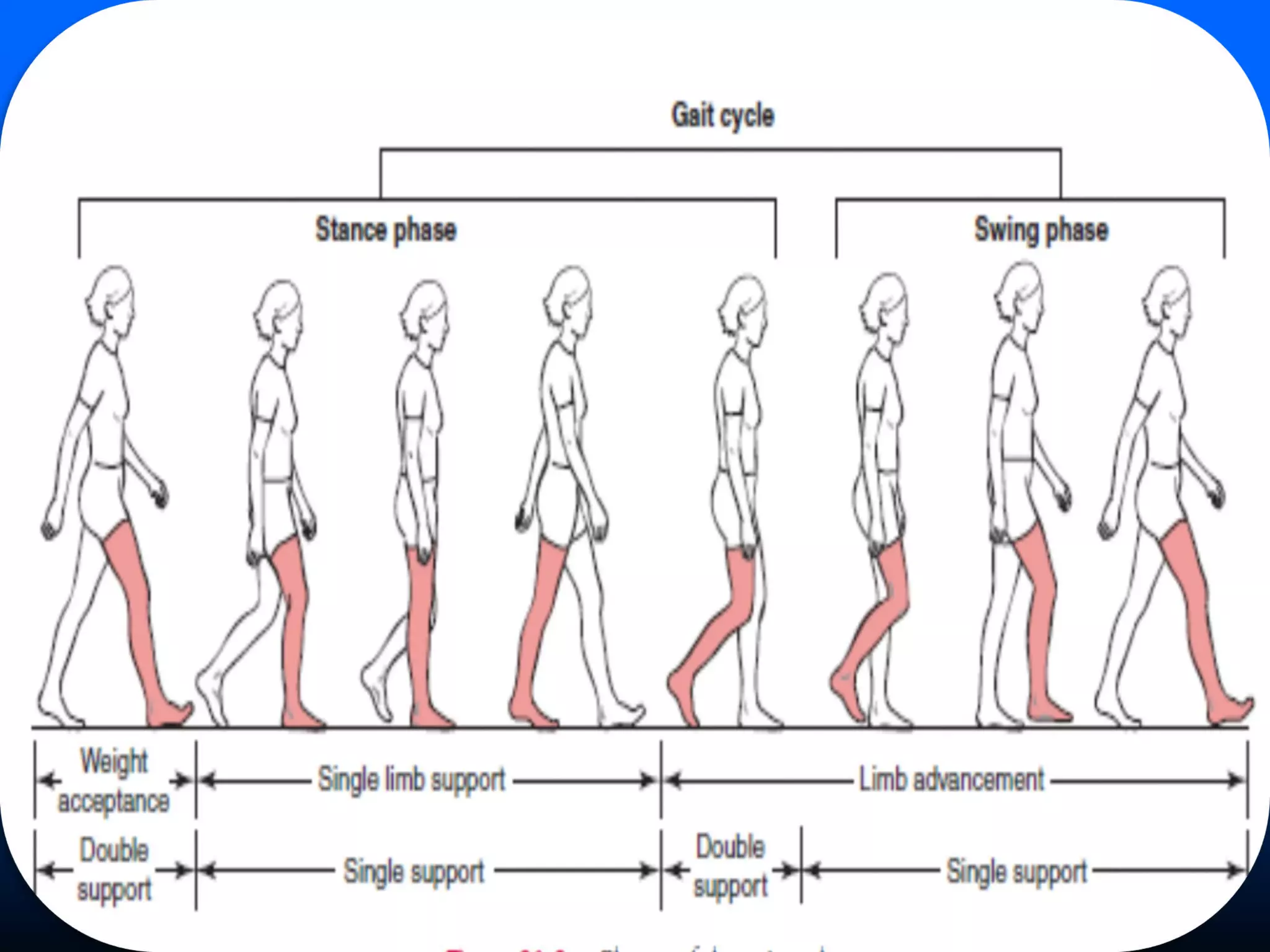 Human Gait | PPTX