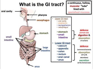 Human gastrointestinal tract | PPTX