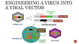 33
Vector DNA
Helper DNA
wildtype virus
Viral vector
replication
proteins
structural
proteins
Packaging
Therapeutic
gene
essential viral genes
Packaging cell
 