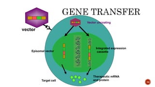 34
vector
Vector uncoating
Therapeutic mRNA
and protein
Episomal vector
Integrated expression
cassette
Target cell
 