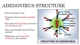  Non-enveloped virus
 Contains linear double stranded
DNA
 Can enter both dividing as well as
non-dividing cells.
 Does not integrate into the host
genome
 Replicates as an episomal
element in the nucleus
36
 
