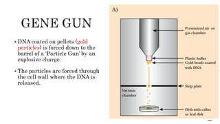  DNA coated on pellets (gold
particles) is forced down to the
barrel of a ‘Particle Gun’ by an
explosive charge.
 The particles are forced through
the cell wall where the DNA is
released.
47
 