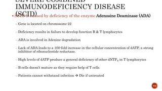  SCID is caused by deficiency of the enzyme Adenosine Deaminase (ADA)
– Gene is located on chromosome 22
– Deficiency results in failure to develop function B & T lymphocytes
– ADA is involved in Adenine degradation
– Lack of ADA leads to a 100-fold increase in the cellular concentration of dATP, a strong
inhibitor of ribonucleotide reductase.
– High levels of dATP produce a general deficiency of other dNTPS in T lymphocytes
– B cells doesn’t mature as they require help of T cells
– Patients cannot withstand infection  Die if untreated
64
 