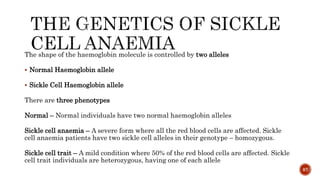 The shape of the haemoglobin molecule is controlled by two alleles
 Normal Haemoglobin allele
 Sickle Cell Haemoglobin allele
There are three phenotypes
Normal – Normal individuals have two normal haemoglobin alleles
Sickle cell anaemia – A severe form where all the red blood cells are affected. Sickle
cell anaemia patients have two sickle cell alleles in their genotype – homozygous.
Sickle cell trait – A mild condition where 50% of the red blood cells are affected. Sickle
cell trait individuals are heterozygous, having one of each allele
87
 