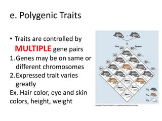 e. Polygenic Traits

• Traits are controlled by
  MULTIPLE gene pairs
1.Genes may be on same or
  different chromosomes
2.Expressed trait varies
  greatly
Ex. Hair color, eye and skin
colors, height, weight
 