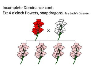Incomplete Dominance cont.
Ex: 4 o’clock flowers, snapdragons, Tay Sach’s Disease
 