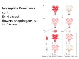Incomplete Dominance
cont.
Ex: 4 o’clock
flowers, snapdragons, Tay
Sach’s Disease
 