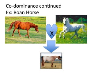 Co-dominance continued
Ex: Roan Horse


                 X
 