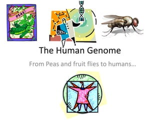 The Human Genome From Peas and fruit flies to humans… 