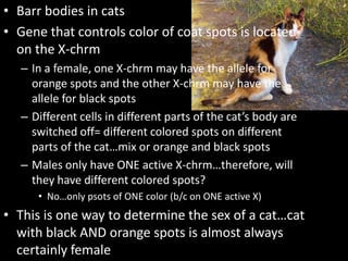 Barr bodies in catsGene that controls color of coat spots is located on the X-chrmIn a female, one X-chrm may have the allele for orange spots and the other X-chrm may have the allele for black spotsDifferent cells in different parts of the cat’s body are switched off= different colored spots on different parts of the cat…mix or orange and black spotsMales only have ONE active X-chrm…therefore, will they have different colored spots?No…only psots of ONE color (b/c on ONE active X)This is one way to determine the sex of a cat…cat with black AND orange spots is almost always certainly female