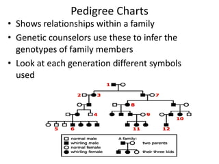 Pedigree ChartsShows relationships within a familyGenetic counselors use these to infer the genotypes of family membersLook at each generation different symbols used