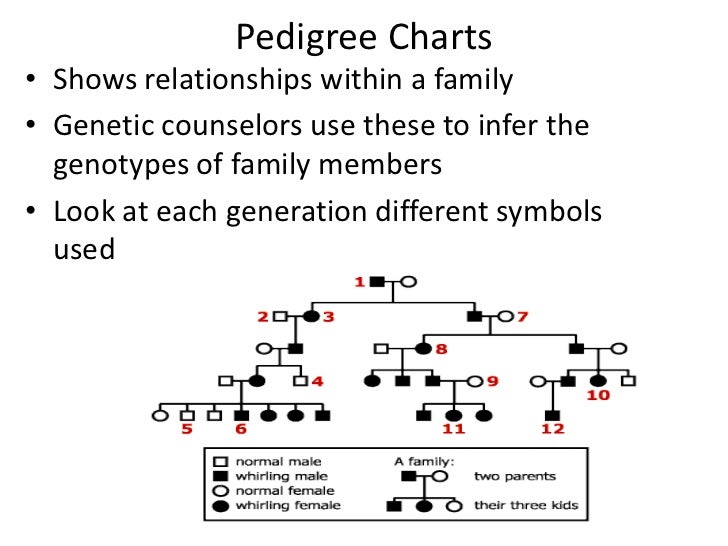 human genetics xy chromosome chart