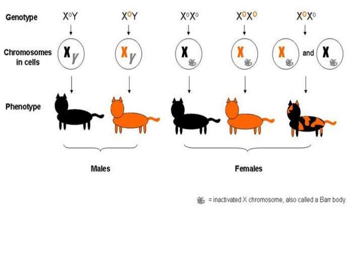 Human genetics