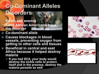 Co-Dominant Alleles
    Disorders
   Sickle cell anemia
   1/500 African Americans have
    the disorder
   Co-dominant allele
   Causes blockages in blood
    vessels, preventing oxygen from
    getting to other cells and tissues
   Beneficial in central and east
    Africa because it helped destroy
    malaria
     If you had SCA, your body would
     destroy the sickle cells to protect
     itself and in the process, destroy the
     malaria parasite as well
 
