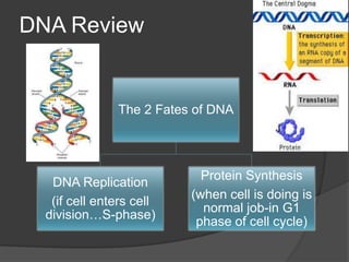 DNA Review


               The 2 Fates of DNA




                            Protein Synthesis
   DNA Replication
                          (when cell is doing is
   (if cell enters cell
                            normal job-in G1
  division…S-phase)
                           phase of cell cycle)
 