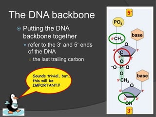 5
The DNA backbone
                                        PO4
    Putting the DNA
     backbone together                                  base
                                    5   CH2
      refer to the 3 and 5 ends                O
                                        4                1
      of the DNA                            C
                                            3
       ○ the last trailing carbon       O
                                                    2

                                    –O P O


        Sounds trivial, but…
                                        O                base
        this will be                  5 CH2
        IMPORTANT!!                                 O
                                            4                1

                                                3        2
                                                OH
                                                    3
 